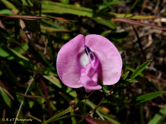 {Strophostyles umbellata}